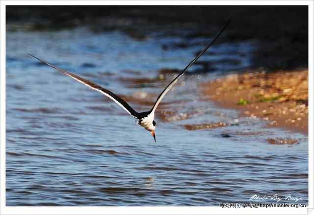 下喙捕鱼的水鸟 黑剪嘴鸥Black Skimmer