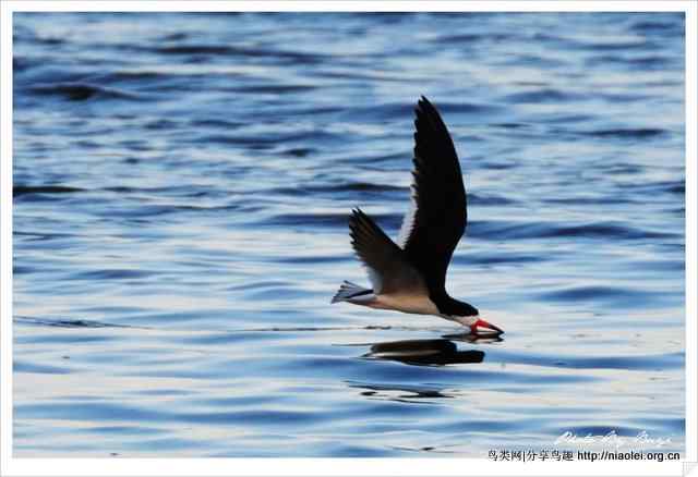下喙捕鱼的水鸟 黑剪嘴鸥Black Skimmer