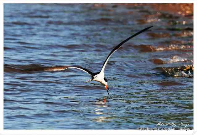 下喙捕鱼的水鸟 黑剪嘴鸥Black Skimmer