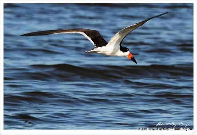 下喙捕鱼的水鸟 黑剪嘴鸥Black Skimmer