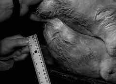 非常邪恶!借科学之名测量鸭子的鸡鸡