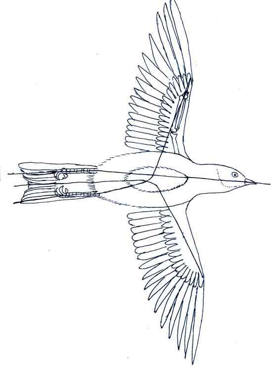 鸟类剥制标本的制作