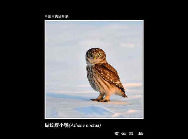 自然之美  中国鸟类摄影展 一等奖作品