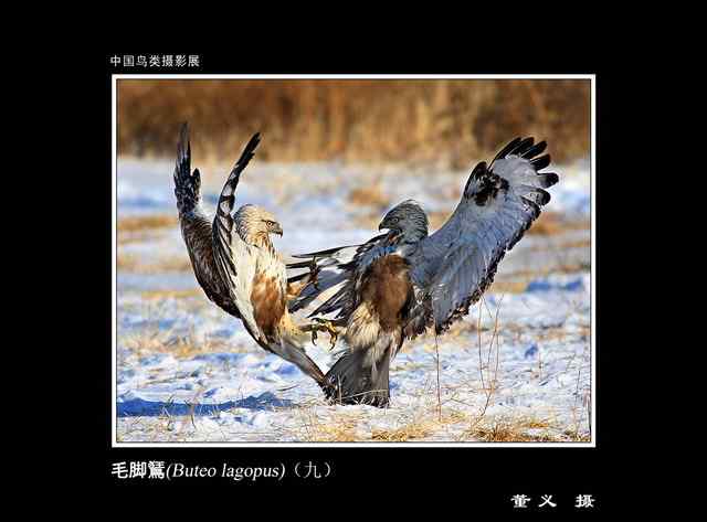 自然之美  中国鸟类摄影展 一等奖作品