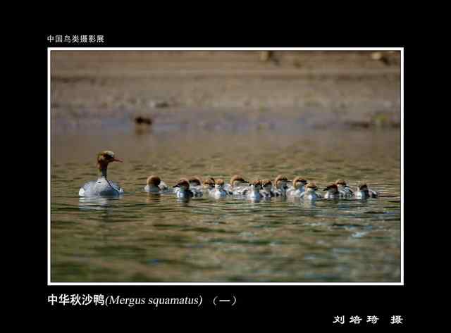 自然之美  中国鸟类摄影展 一等奖作品