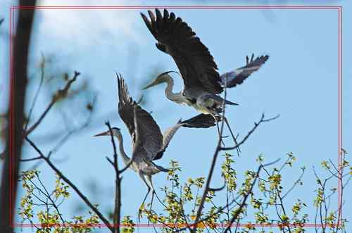 黑龙江省有座鹭鸶岛