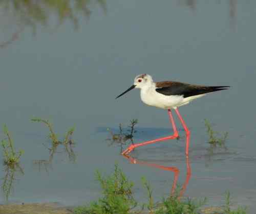 观鸟－－黑翅长腿鹬