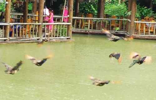 西双版纳森林公园孔雀放飞