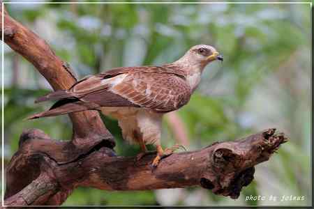 再見蜂鷹 高清晰美图