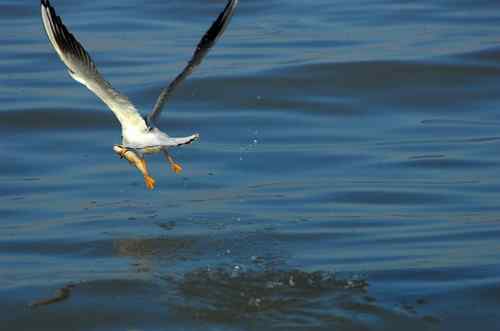 海鸥在忙着捕鱼