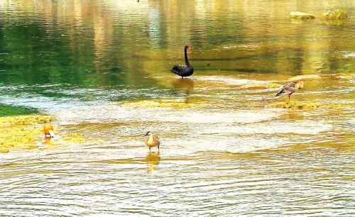 瀑布之下——春江水暖何止鸭先知