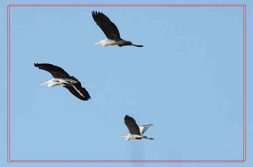 黑龙江省有座鹭鸶岛