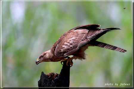 2010雨中的蜂鷹【美图】