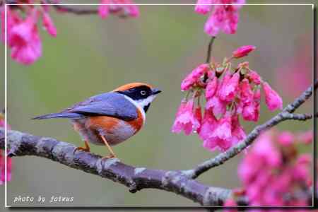 阿里山上的紅頭山雀