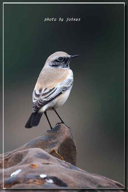 漠即鳥 台湾迷鸟
