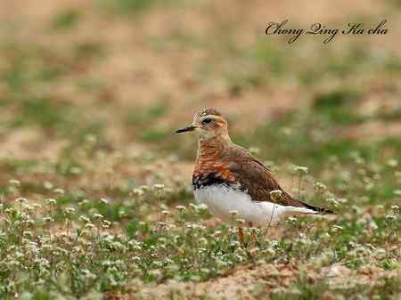 东方鸻 重庆咔嚓作品