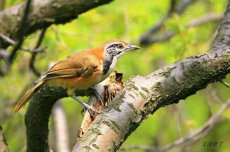 闯进镜头的黑领噪鹛