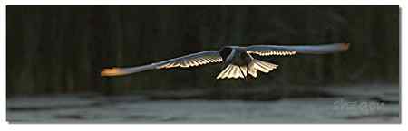 夕阳下 鸟儿忙着觅食 夕阳下 鸟儿忙着觅食