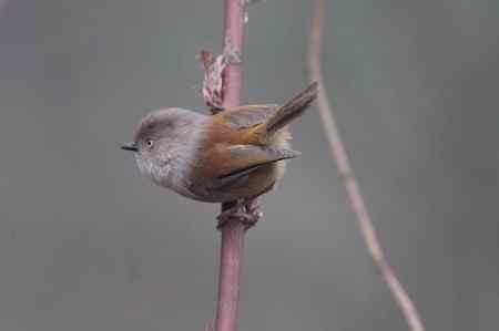 四种不易分辨的雀鹛