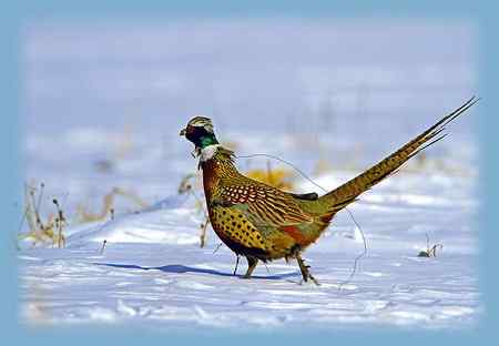 雉鸡画外音——活受罪，不如死了好！