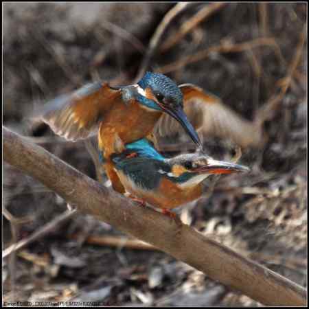小翠开始“踩蛋儿”啦！