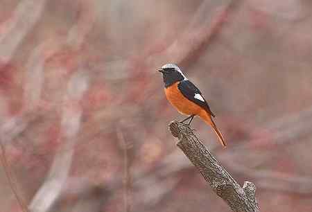 清明节的常见鸟!
