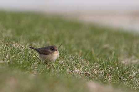 黑喉石鵖与红胁蓝尾鸲外加褐柳莺