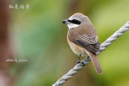 随团出游在台湾拍的鸟