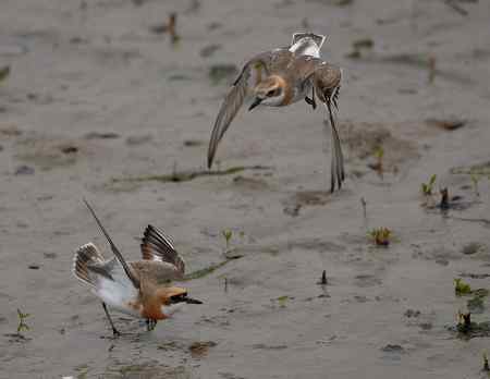 铁嘴沙珩的求偶