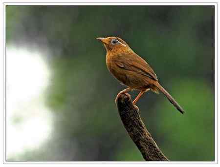 小雨中的    画鹛