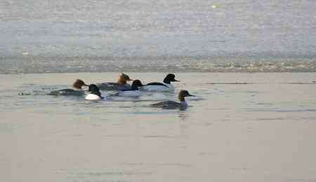 生境片：普通秋沙鸭
