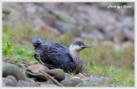 罕见稀有的紅喉潛鳥竟然造访宝岛台湾 罕见稀有的紅喉潛鳥竟然造访宝岛台湾