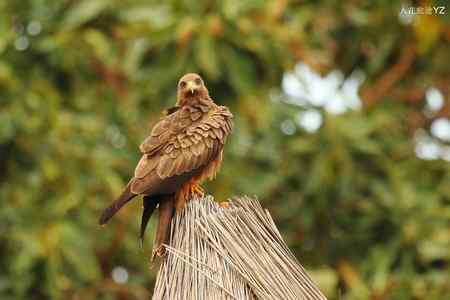 起早了，好困啊！！！