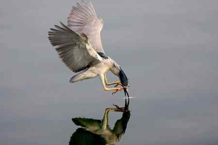 济南明湖夜鹭初拍