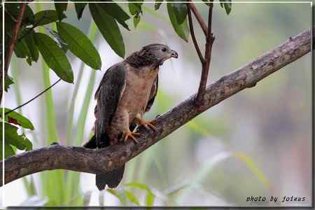 2010雨中的蜂鷹【美图】