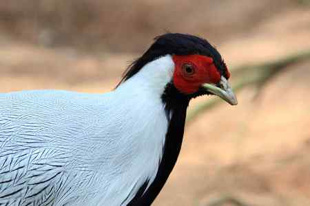 鸟的眼睛好美丽