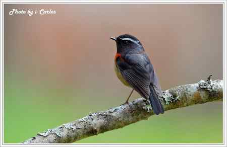 阿里山鴝(栗背林鴝) 台湾特有鸟类