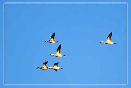 白秋沙鸭(斑头秋沙鸭)