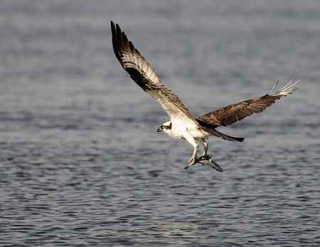 鱼鹰小集（Osprey）