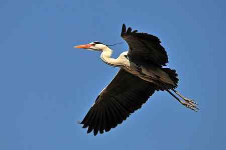 蓝天下的苍鹭雄姿