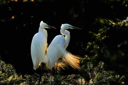 拍不够的象山鹭
