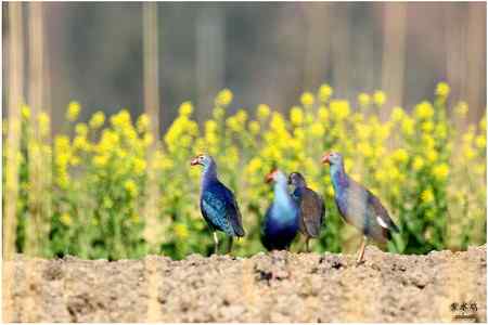 七彩云南的“精灵” 七彩云南的“精灵”