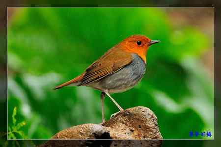 窈窕淑女 日本歌鴝 (小橘子) 窈窕淑女 日本歌鴝 (小橘子)