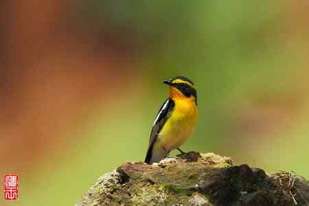 白腹和黄眉姬翁