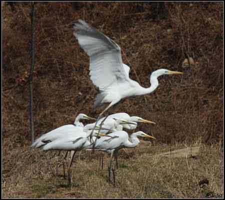 陕西观鸟会铜川观鸟，拍鸟印象