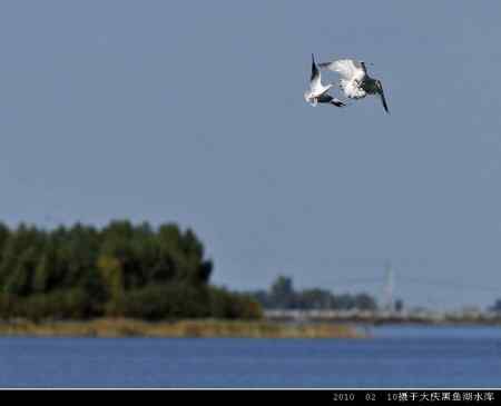 天福野鸟摄影 回放 天福野鸟摄影 回放