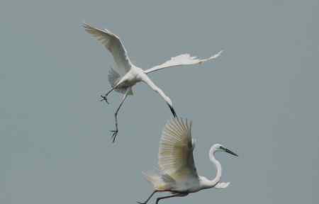 空中芭蕾舞    大白鹭