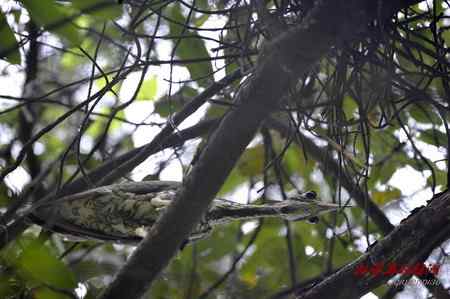 柳州发现海南鳽