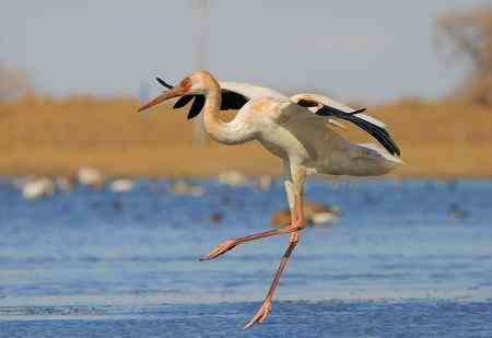 扬长避短拍鸟——白鹤亮翅