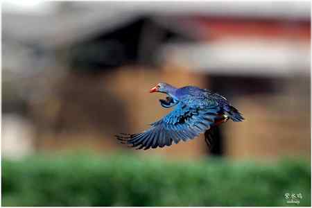 七彩云南的“精灵” 七彩云南的“精灵”